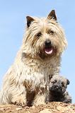 CAIRN TERRIER 162